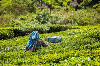 Unidentified Indian woman harvests tea leaves at tea plantation at Munnar. Only the uppermost leaves are collected, and workers collect daily up to 30 kilos of tea leaves