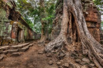 High dynamic range (hdr) image of  ancient ruins with trees, Ta Prohm temple, Angkor, Cambodia