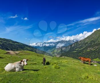 Serene peaceful landscape background - cows grazing on alpine meadow in Himalayas mountains. Himachal Pradesh, India