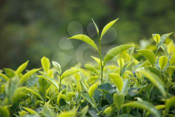 Tea bud and leaves. Tea plantations, Kerala, India