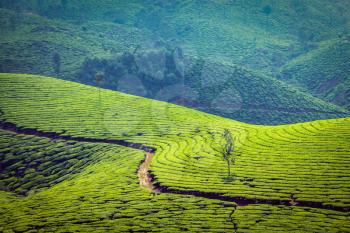 Vintage retro effect filtered hipster style image of Kerala India travel background - green tea plantations in Munnar, Kerala, India - tourist attraction