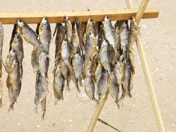 Dried fishes hanging on a wooden crossbeam on a summer beach.