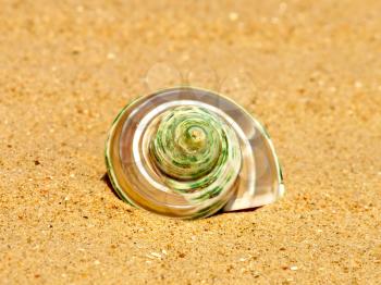 Nacreous conch shell on sandy beach taken closeup.