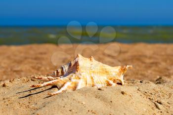 Seashell on a beach against of the blue sea and sky.