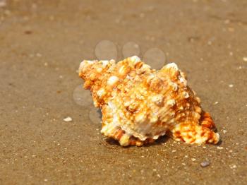 Seashell on sandy beach taken closeup.