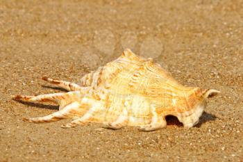 Conch shell on summer sandy beach taken closeup.