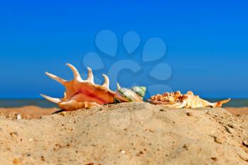 Different conch shells on a beach against of the blue sea and sky.