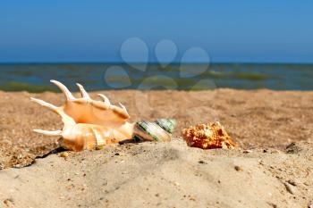 Seashells on a beach against of the blue sea and sky.