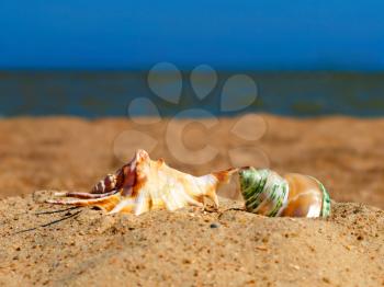 Two conch shells on a beach against of the blue sea and sky.