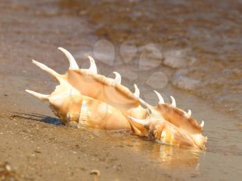 Two conch shell on sandy beach in sea surf.