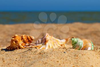 Three conch shells on a beach against of the blue sea and sky.