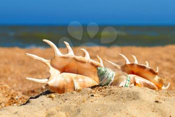 Three seashels on a beach against of the blue sea and sky.