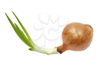 Sprouted onion taken closeup isolated on white background.