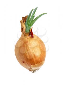Sprouted onion isolated on white background.