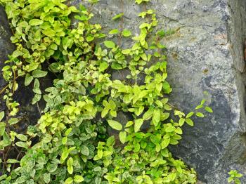 Green ivy on a grey stone taken closeup.