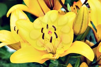 Colorful yellow lily taken closeup.
