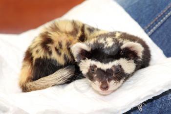 Marbled polecat (Vormela peregusna) lie on white cloth. Was classified as a vulnerable species in the IUCN Red List.