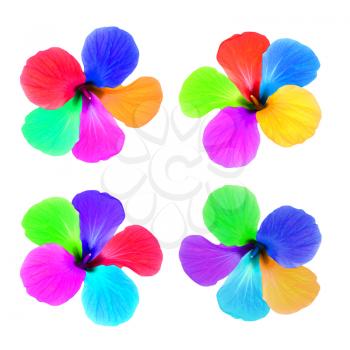 Set of multicolored flowers isolated on white background. Digitally altered image.