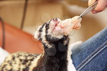 Human feeds Marbled Polecat (Vormela peregusna) with tweezers.Was classified as a vulnerable species in the IUCN Red List.