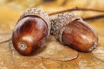 Two Acorns on oak leaves taken closeup.Toned image.