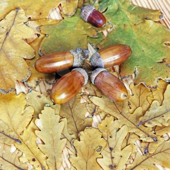 Acorns on autumn oak leaves suitable as nature background.Top view.