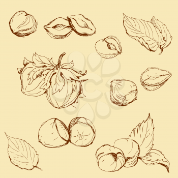 Set of highly detailed hand drawn hazelnuts