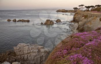 Monterey Coast California pink flowers rugged northern