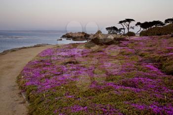 Monterey Coast California pink flowers rugged northern
