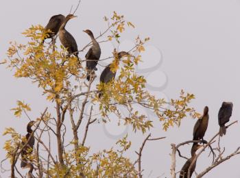 Cormorants in tree Saskatchewan fall autumn Canada