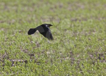 Grackle Blackbird in flight in Saskatchewan Canada