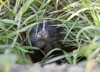 Baby Skunk at den young peeking Canada