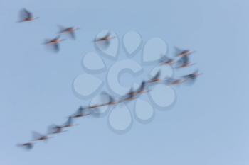Panned image of birds in sky Saskatchewan Canada