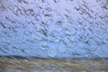 Panned image of birds in sky Saskatchewan Canada snow geese