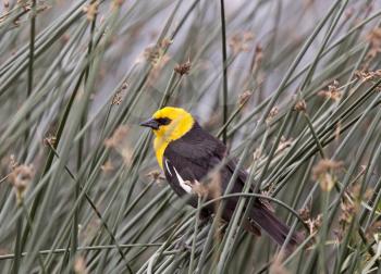 Yellow Headed Blackbird in Saskatchewan Canada reed
