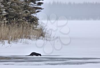 Otter in Winter Saskatchewan Canada Prince Albert National Park