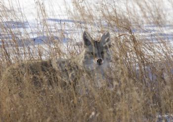 Prairie Coyote in Saskatchewan Canada in Winter