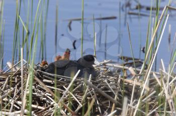Coot or Waterhen with babies chicks young