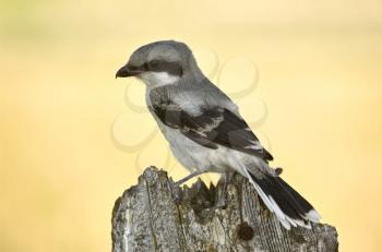 Gray Grey Jay Young Baby on post Canada