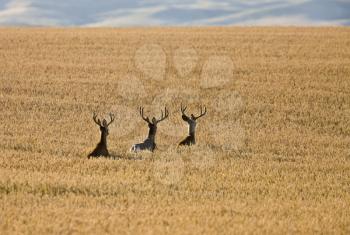 Mule Deer in Wheat Field in Fall Alberta Canada