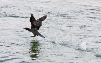 Cormorant in Flight water river Canada