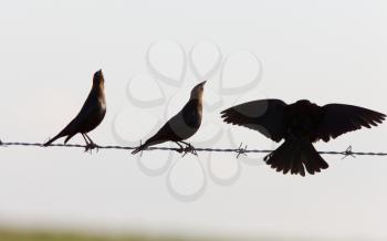 Cowbirds on a wire Canada