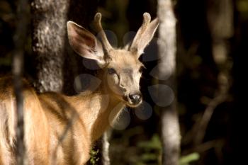 Deer Buck sunlit bush forest antlers velvet Canada