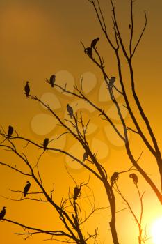 Cormorants in tree sunset Saskatchewan Canada orange yellow