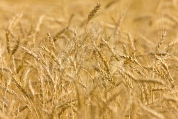 Wheat field sheafs wind close up ripe and yellow
