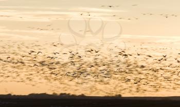 Snow Geese in flight at sunset Saskatchewan Canada blurrred