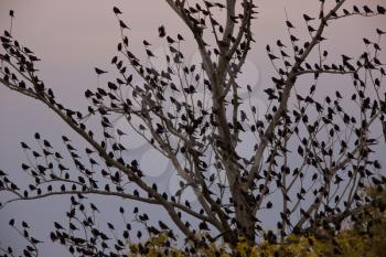 Blackbirds in tree full Saskatchewan Canada