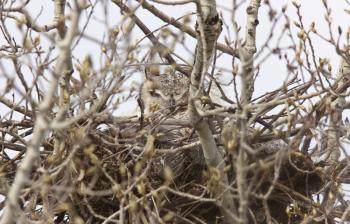 Great Horned Owl in Nest Saskatchewan Canada