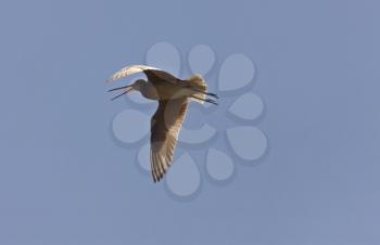 Godwit in flight in Saskatchewan Canada blue sky