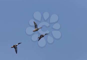 Ducks in Flight in Saskatchewan Canada blue sky