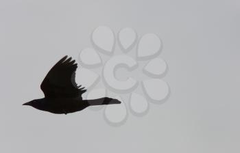 Crow in Flight in Saskatchewan Canada Spring